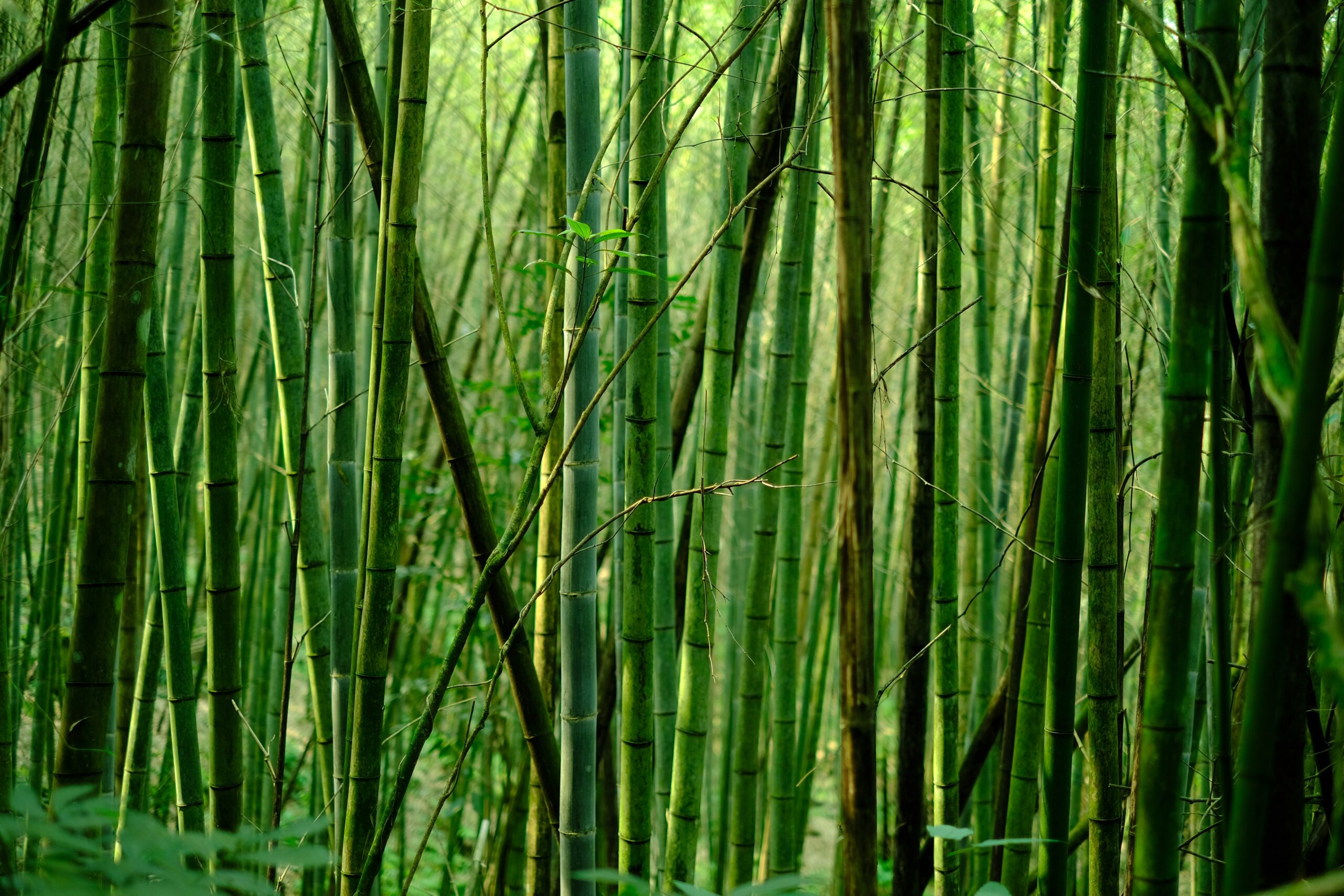 bamboe uitvaartmand