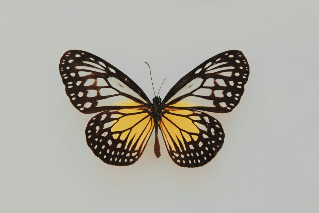 ashanger vlinder