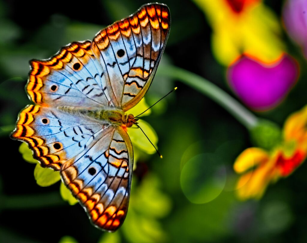 assieraad vlinders