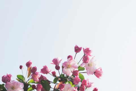 Bloemen bij overlijden