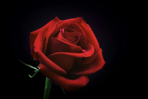 1 bloem meenemen naar begrafenis