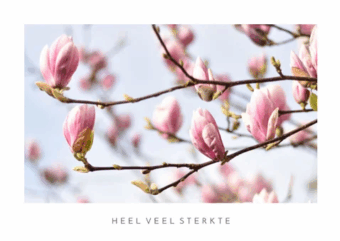 condoleancekaart-magnolia-bloei