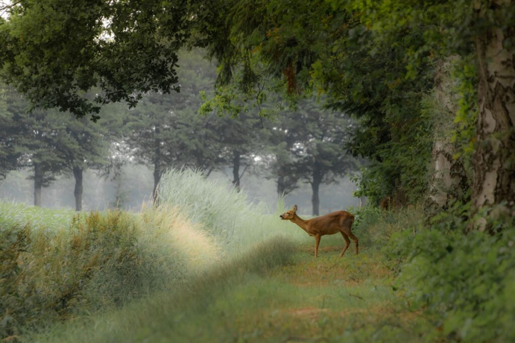 Bos van de Heilige Geest