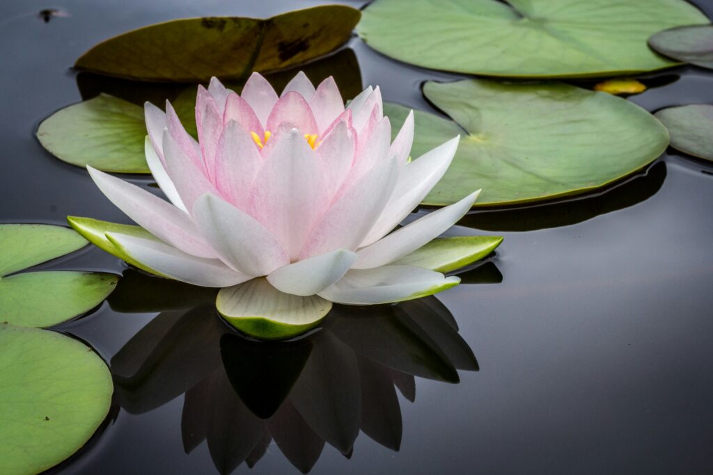 Hindoestaanse begrafenis bloem
